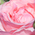 Pink - Bed and borders rose - grandiflora - floribunda - Queen Elizabeth